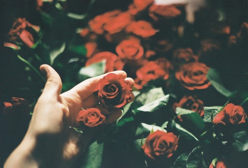 tumblr_mxh50cUr7T1rbdhvpo1_500