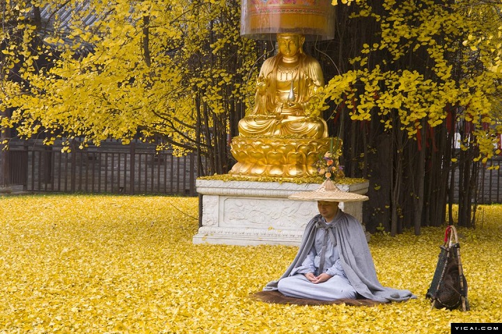 gingkogold1