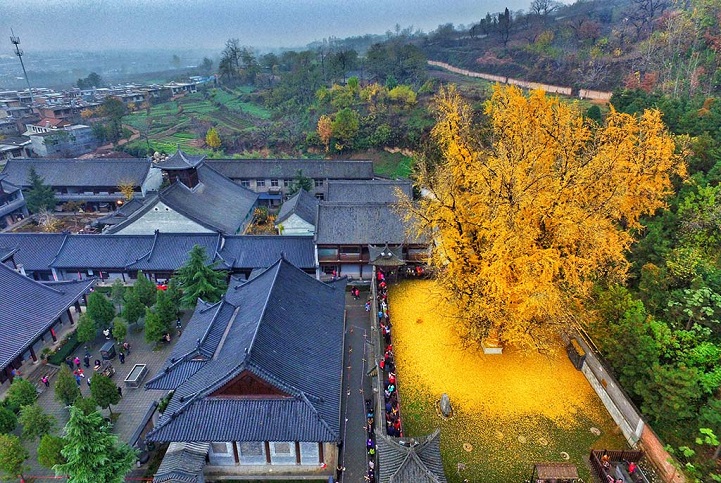 gingkogold5