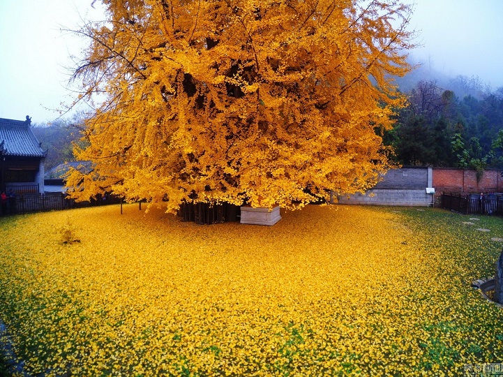 gingkogold6